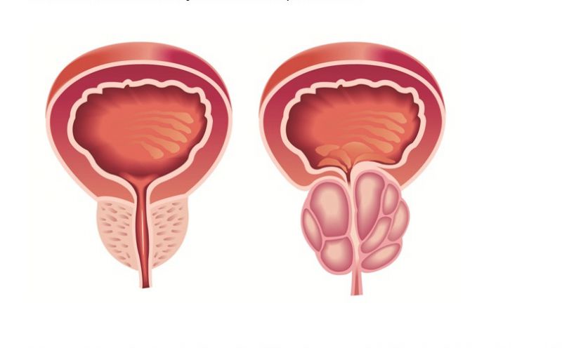  Anatomia do aparelho reprodutor masculino