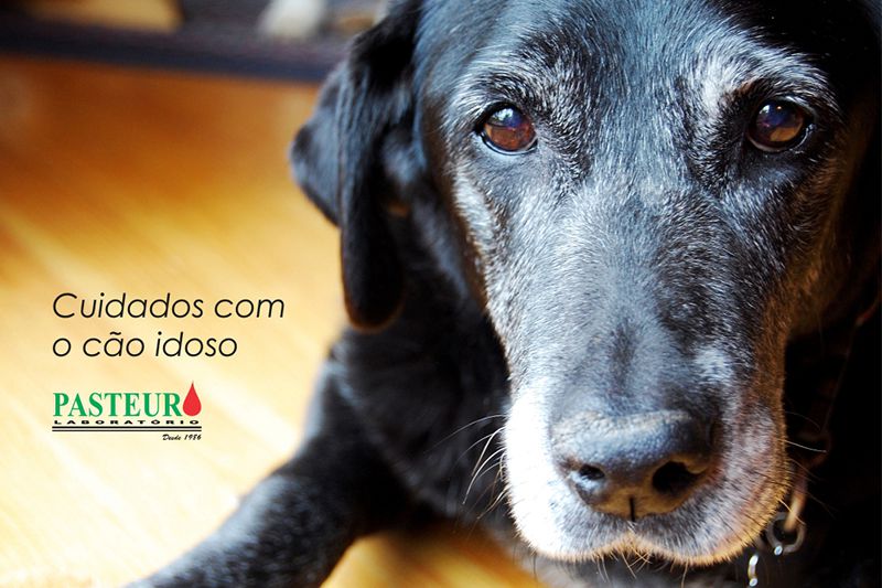 Cuidados com o cão idoso