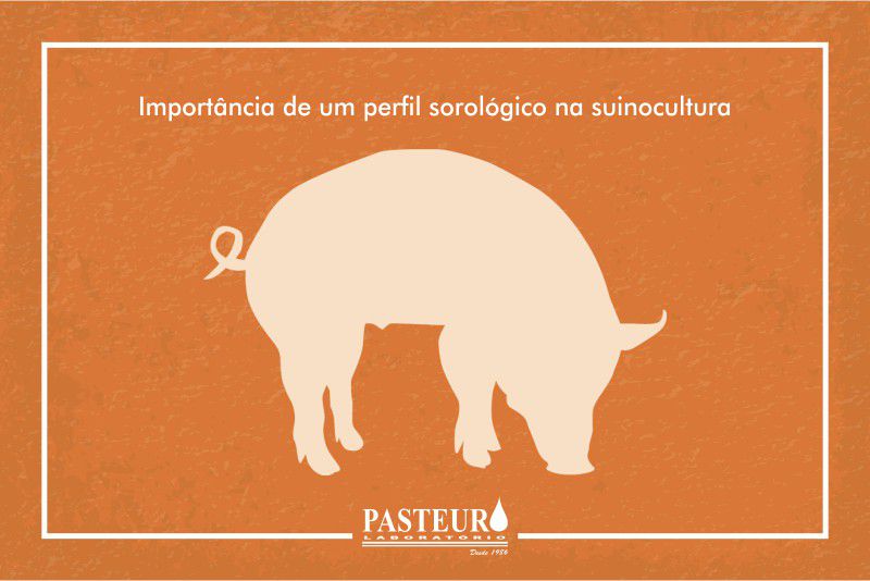 Importância de um perfil sorológico na suinocultura