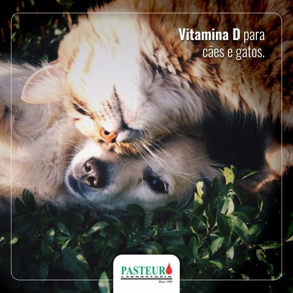 Vitamina D Veterinária